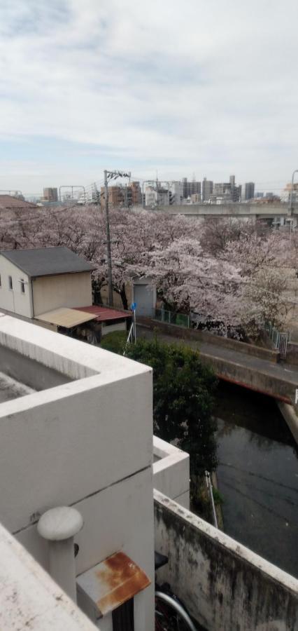 Cherry Blossom Koseicho *